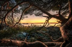 Old Tree an der Cote d´Azure , Küstenlandschaft in der Nähe der Provence in Frankreich