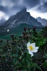 * Bergblume * Alpenblume am Passo Giau in den Dolimiten in Südtirol / Italien. Bei der Blume handelt es sich um die Silberwurz , ein Rosengewächs. Sie sieht der Alpen-Kuhschelle / Küchenschelle oder auch Alpen-Anemone sehr ähnlich. Vor allem die weisse
