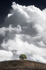 * Baum mit Wolken * Toskana , Italien. Baum mit schöner Wolkenformation im Hintergrund auf einem Feld in der Toskana.