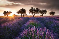 Lavendel Trees , Provence, France