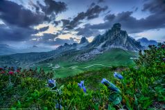 * Enzian Hochalm * Alpenpanorama am Abend mit kleinem Einzian an einer hoch gelegenen Alm am Passo Giao in den Dolomiten in Italien.