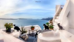 Santorin , Santorini , Katzen in Oia , Griechenland