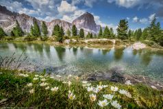 * Bergsee mit Bergblumen * Die Alpen an einem eineml Bergsee in den Dolomiten in Italien.