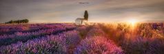 Sunny field , Provence, France