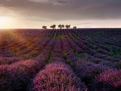 Trees , Provence, France