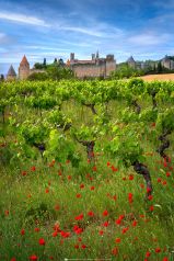 * Carcassonne mit Weinberg *   Die mittelalterliche Stadt Carcassonne in der Auvergne im Herzen von Frankreich. Wie eine Burg / Festung aus dem Mittelalter präsentiert sich die Stadt in schöner Landschaft mit Weinberg und blühenden Mohnblumen. Bi