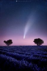 Komet , Lavendel Provence, France
