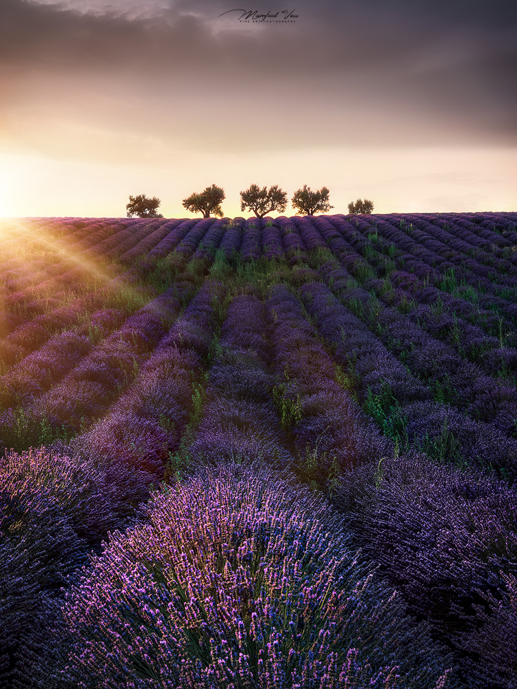 Sunset Trees , Provence, France