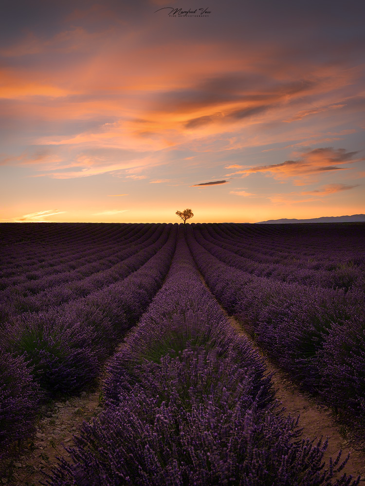 Sunset Tree , Provence, France